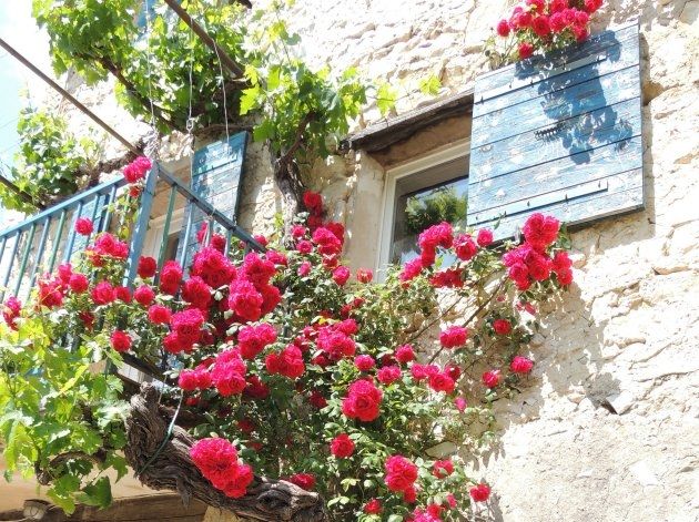 Predavanje “Cvijeće za balkone, terase i vrtove”