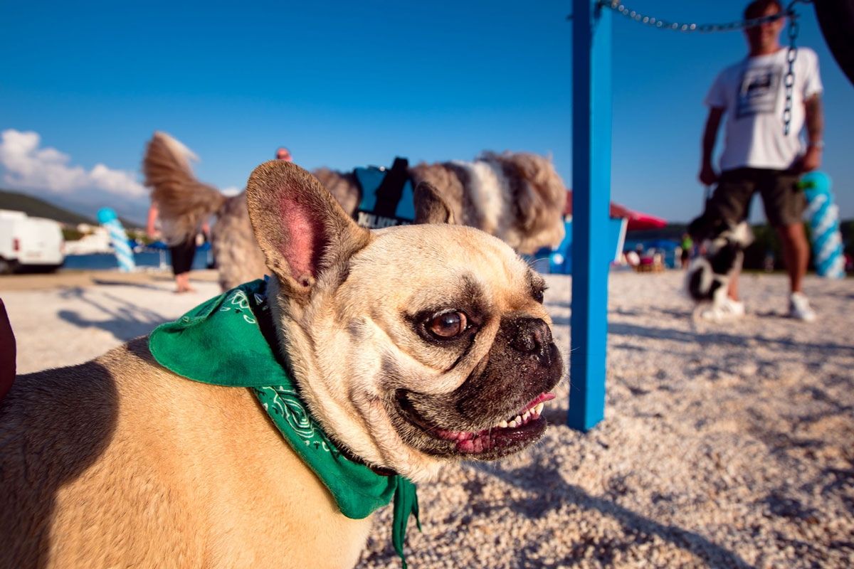 Nesvakidašnje natjecanje vlasnika i njihovih pasa na plaži Monty’s Dog Beach & Bar Artić / (uto.) 28.8.2018. u 19h