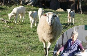 Loparske četvorke ovce miljenice bake Marije Ćućić