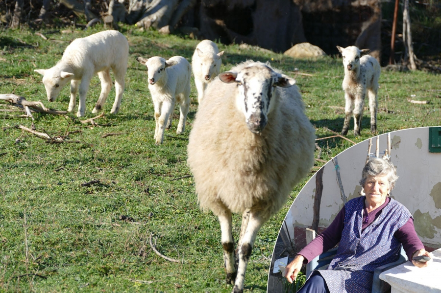 Loparske četvorke ovce miljenice bake Marije Ćućić