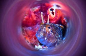 6. MARES UWPM CUP 2022. na Rabu okupio svjetske majstore podvodne fotografije