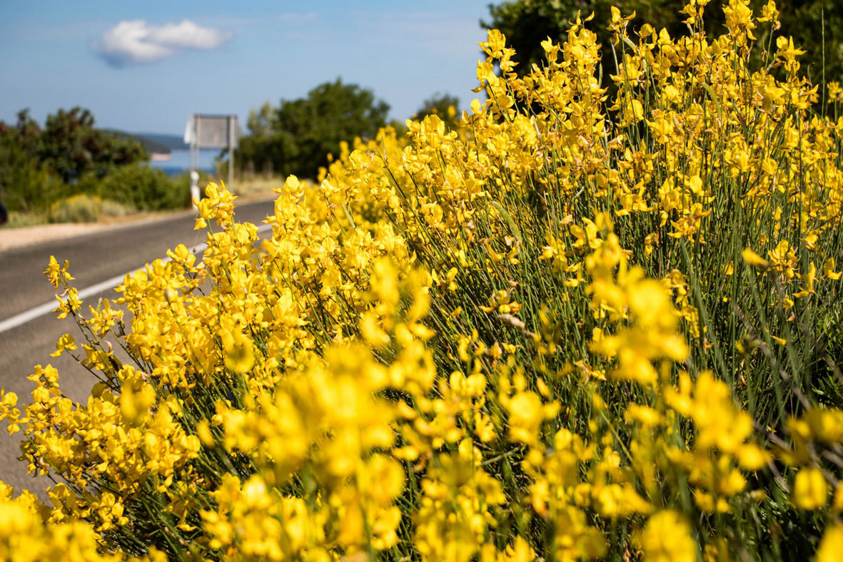 Brneštra – kad zažuti krajolik naš
