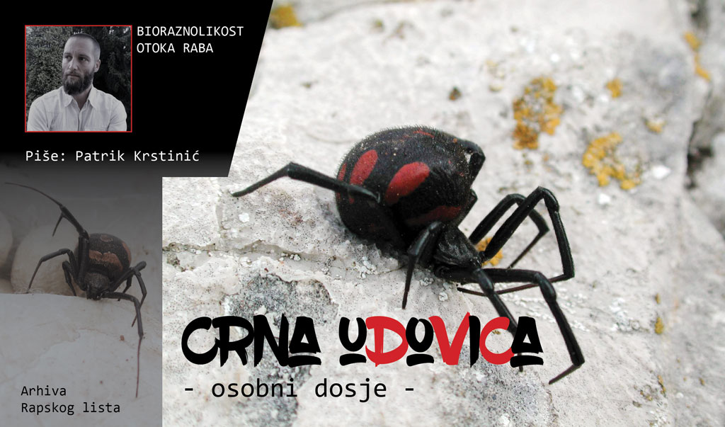 Bioraznolikost otoka Raba | CRNA UDOVICA – osobni dosje