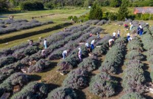 Tradicionalna berba lavande „Umjetnost dobrobiti“ u bolničkom polju ŽSB Insula