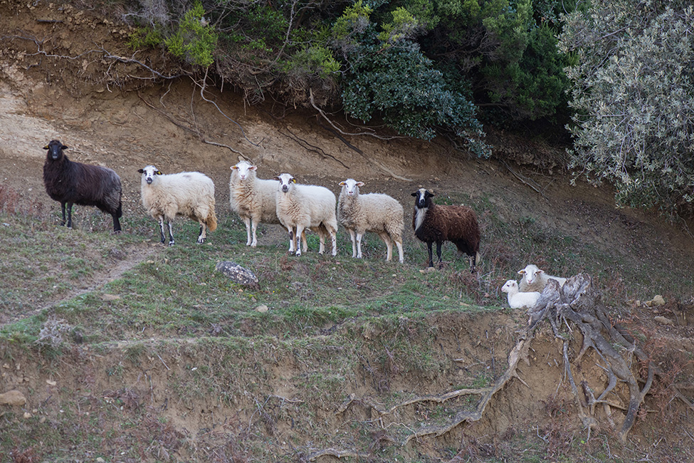 Važna obavijest za neodgovorne vlasnike ovaca