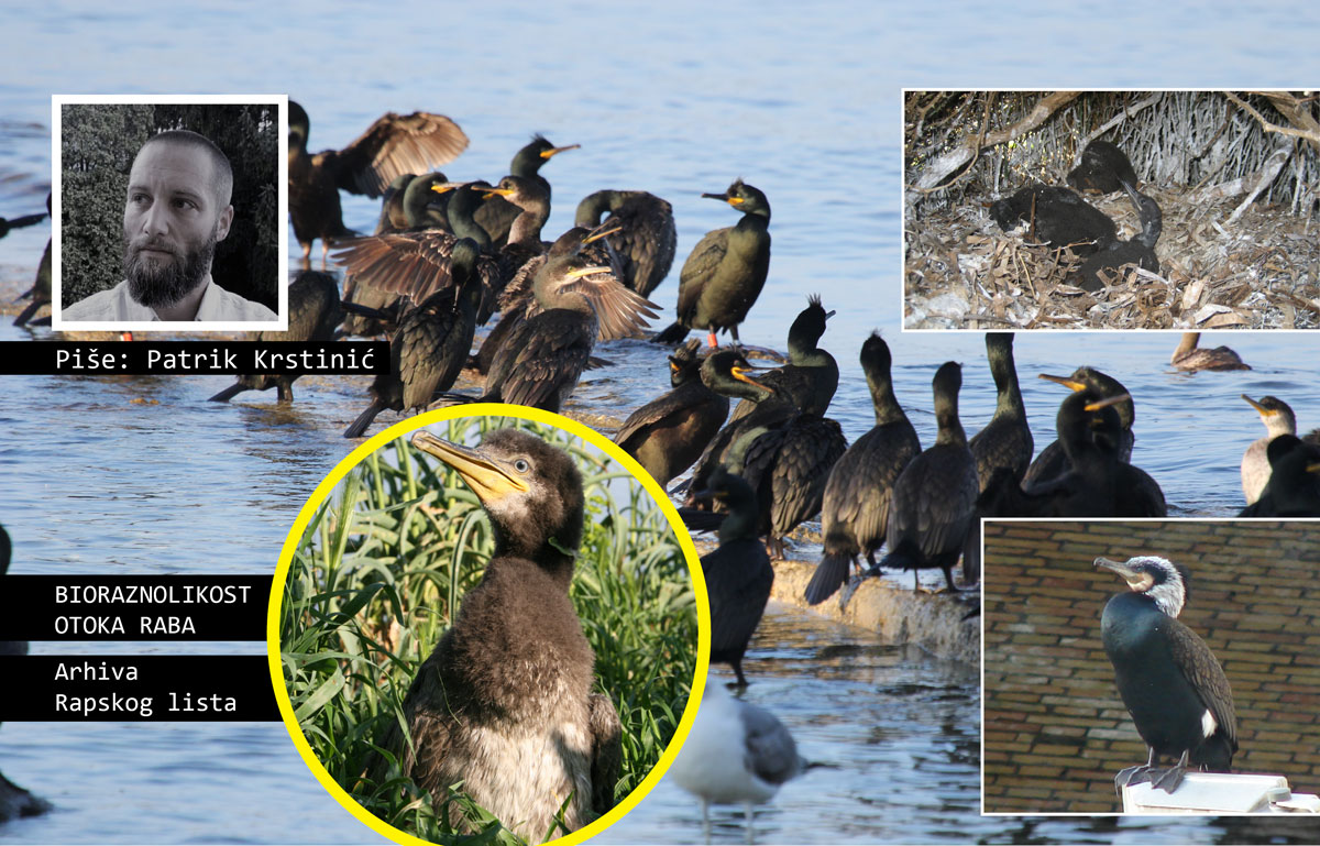 Bioraznolikost otoka Raba | MORSKI TIĆI (2) – Morski i veliki vranci (na Rabu poznatiji kao gnjurci ili njorci)
