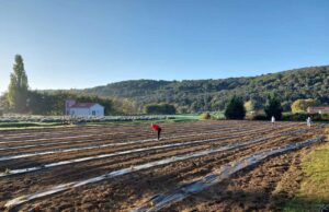 U ŽSB Insula osoblje i pacijenti posadili 500 novih sadnica lavande