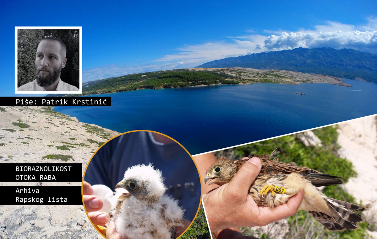 Bioraznolikost otoka Raba | BJELONOKTA VJETRUŠA – punopravni rapski piljušić
