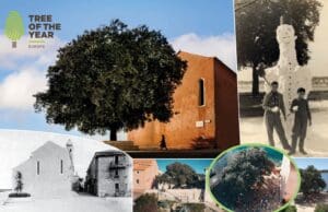 Pjaceta, Crnika, Hrast, OPjaeta, Rab