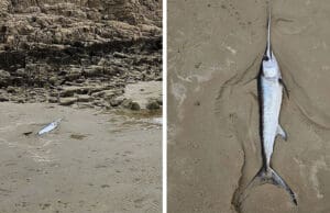 Iglun se prošli tjedan nasukao i na plažu u Loparu! Što se to događa?