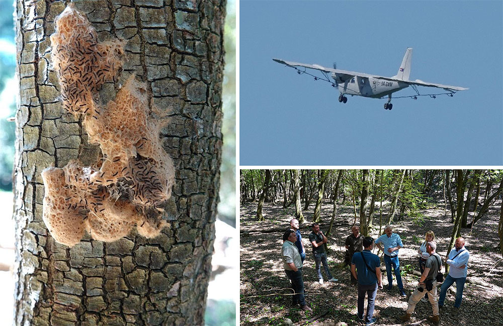 Sjajni rezultati nakon provedenog aviotretiranja za suzbijanje štetnika gubara na poluotoku Kalifront Sjajni rezultati nakon provedenog aviotretiranja za suzbijanje štetnika gubara na poluotoku Kalifront