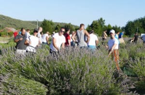 ŽSB Insula poziva sve zainteresirane na berbu lavande i podršku integrativnoj rehabilitaciji