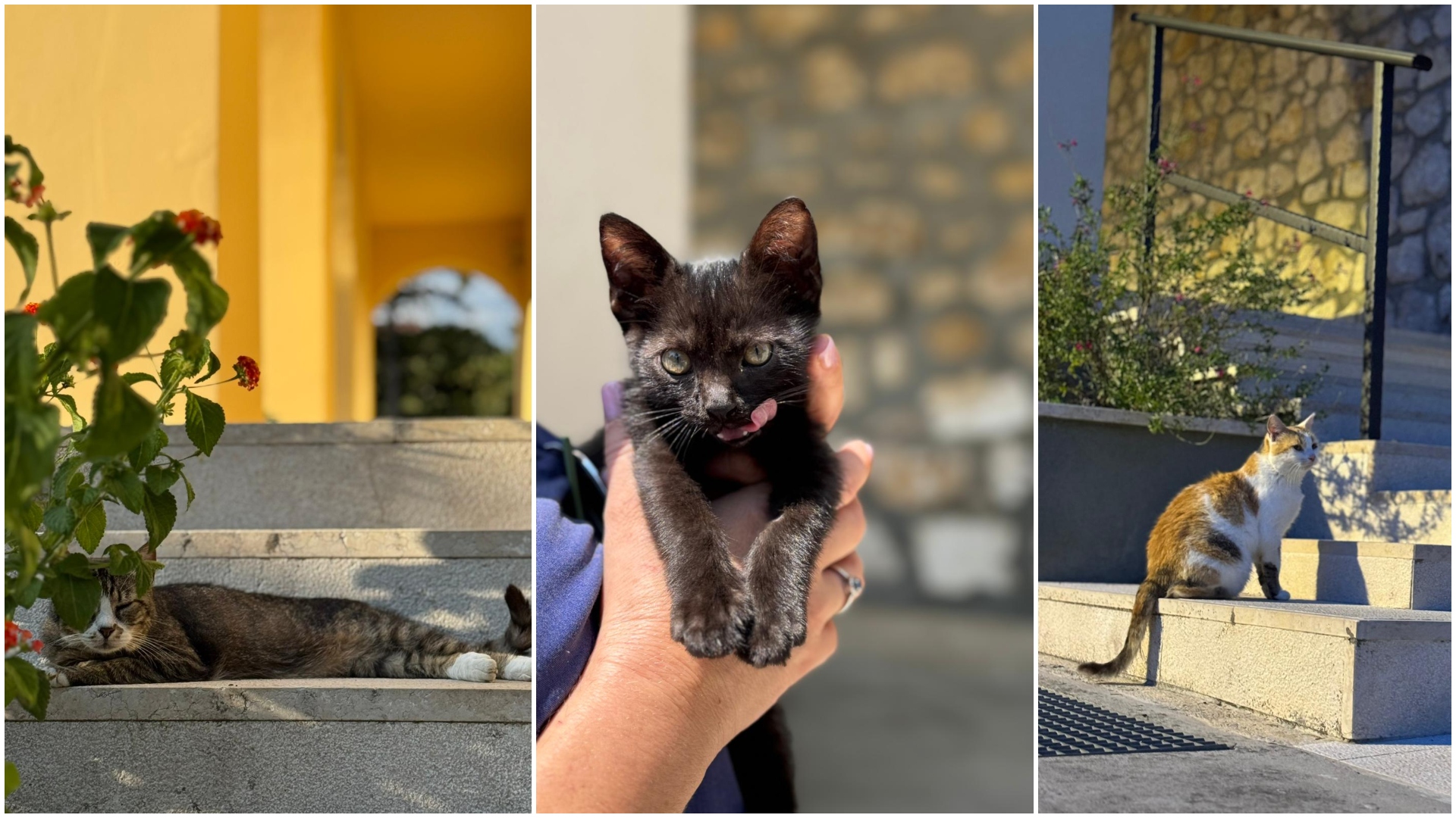 Napuštene mace pronašle dom u Insuli i postale – tihi terapeuti