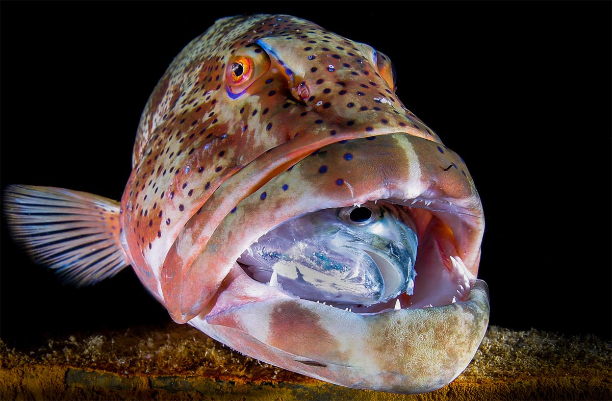Otkrijte tajne podmorja otoka Raba na 9. Mares Underwater Photo Marathon Cupu 2025. Otkrijte tajne podmorja otoka Raba na 9. Mares Underwater Photo Marathon Cupu 2025.