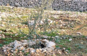 Besplatna edukacija o uzimanju uzoraka tla za analizu za registrirane OPG-ove