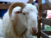 Tečaj za rapske OPG-ove u stočarskoj proizvodnji kao uvjet za dobivanje potpore