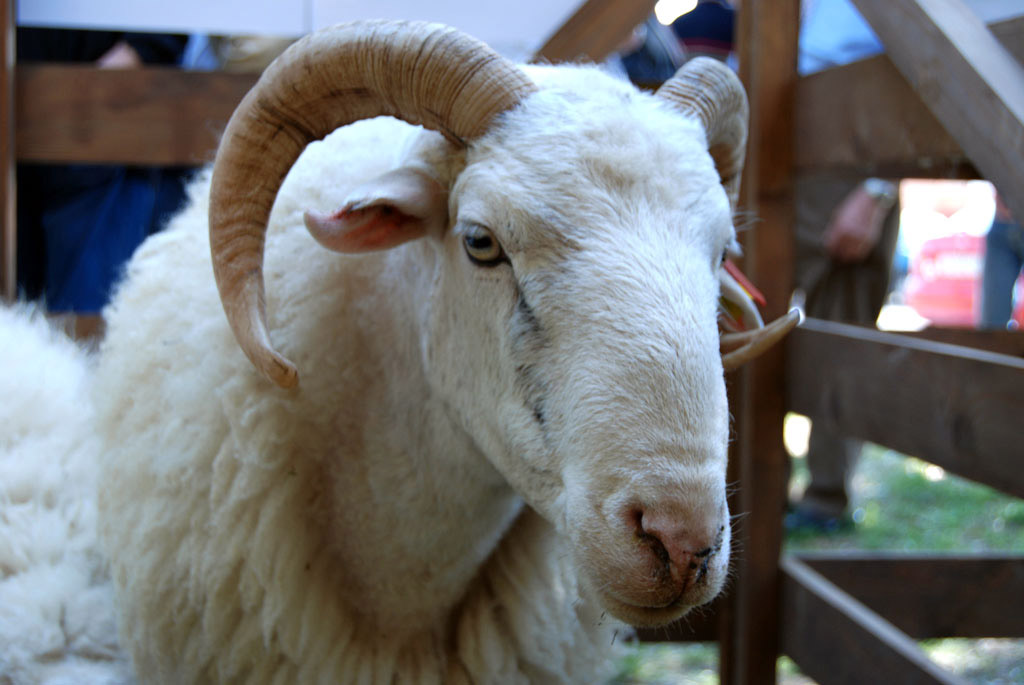 Tečaj za rapske OPG-ove u stočarskoj proizvodnji kao uvjet za dobivanje potpore