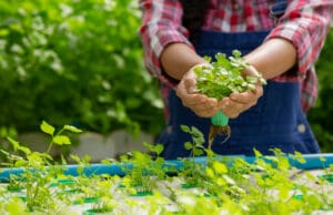 Demonstracijska aktivnost o inovacijama i digitalnim tehnologijama u poljoprivredi održava se u Rabu