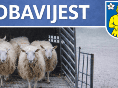 Općina Lopar | Uhvaćene ovce s javnih površina, slijedi daljnje zbrinjavanje
