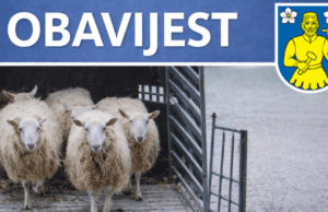 Općina Lopar | Uhvaćene ovce s javnih površina, slijedi daljnje zbrinjavanje