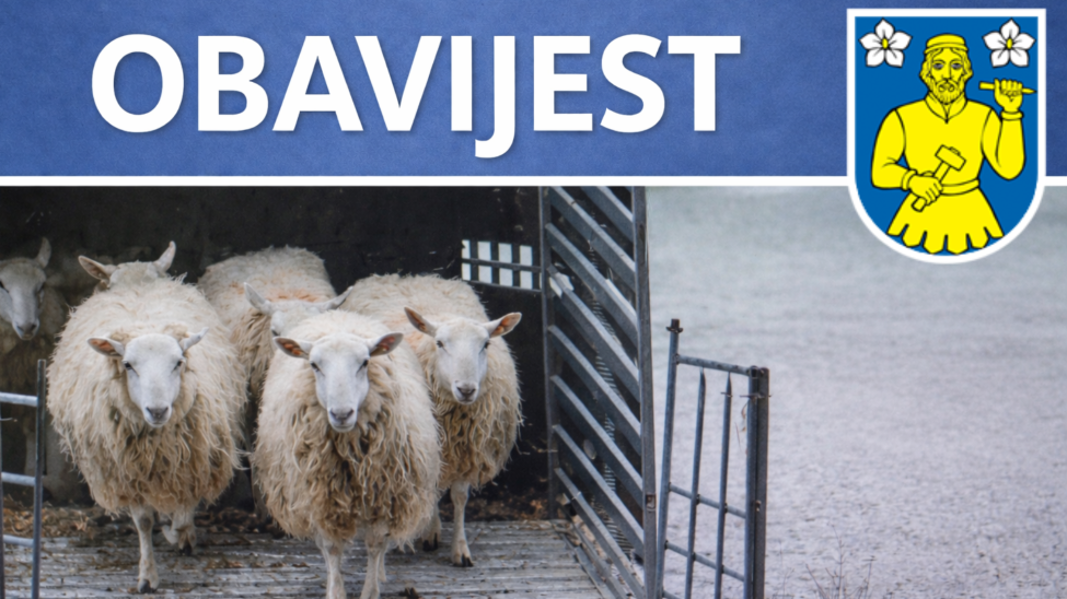 Općina Lopar | Uhvaćene ovce s javnih površina, slijedi daljnje zbrinjavanje