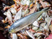 Godišnje dozvole za sportski ribolov moguće kupiti (samo) do 01.03.2026.