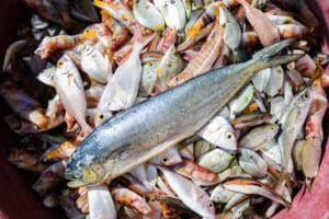 Godišnje dozvole za sportski ribolov moguće kupiti (samo) do 01.03.2026.