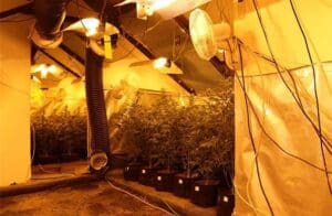 Policija u Stinici razotkrila improvizirani laboratorij za uzgoj konoplje