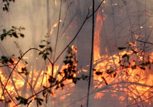 Spriječimo požare! Zašto je spaljivanje biljnog otpada opasno?
