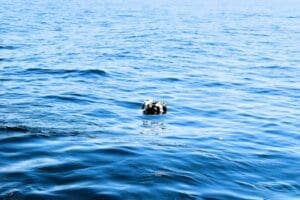 Sjećanje na stradale: U ponedjeljak obilježavanje 64. obljetnice tragedije kod Trstenika