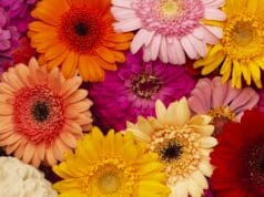 Lopar obilježava Dan planeta Zemlje, organizirana subvencionirana prodaja sadnica cvijeća za iznajmljivače