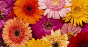 Lopar obilježava Dan planeta Zemlje, organizirana subvencionirana prodaja sadnica cvijeća za iznajmljivače