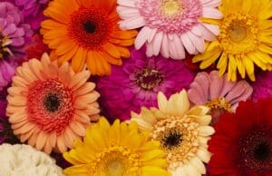 Lopar obilježava Dan planeta Zemlje, organizirana subvencionirana prodaja sadnica cvijeća za iznajmljivače