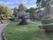 Park Dorka bogatiji za novu višestoljetnu maslinu