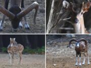 FOTO SAFARI U KALIFRONTU: Mufloni i jeleni u zelenom srcu otoka Raba