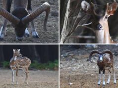 FOTO SAFARI U KALIFRONTU: Mufloni i jeleni u zelenom srcu otoka Raba