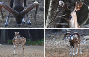 FOTO SAFARI U KALIFRONTU: Mufloni i jeleni u zelenom srcu otoka Raba