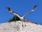 GRADSKI FOTO SAFARI: Igra galebova uz rapsku rivu