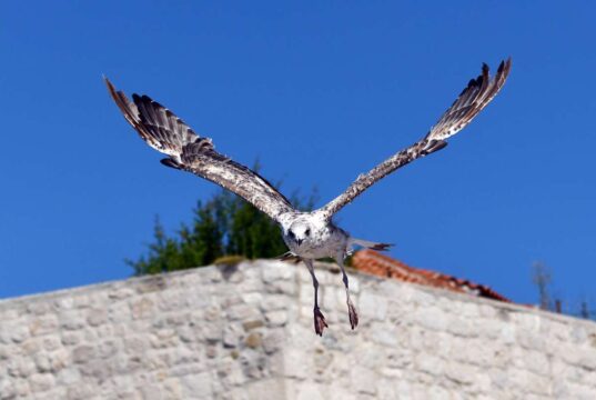 GRADSKI FOTO SAFARI: Igra galebova uz rapsku rivu