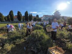 Tradicionalna berba lavande okupila oko 200 sudionika u bolničkom polju Insule