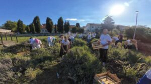 Tradicionalna berba lavande okupila oko 200 sudionika u bolničkom polju Insule