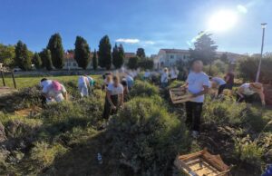 Tradicionalna berba lavande okupila oko 200 sudionika u bolničkom polju Insule