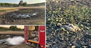 Fruška lokva presušila, životinje ostale bez vode: vatrogasci ju napunili s 42.000 litara