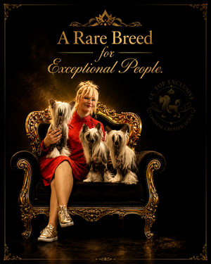 CC Top Exclusive Chinese crested dogs kennel